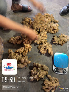 Vietnam <b>Fresh</b> <b>Ginger</b> Strong Aroma High Quality Farm Direct Bulk Export - Product Image 3