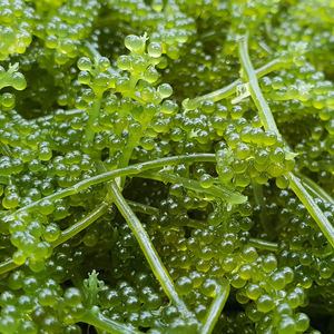 Vente en gros de raisins de mer biologiques déshydratés sous marque privée, caviar vert pour les marques de fitness et de bien-être - Product Image 2