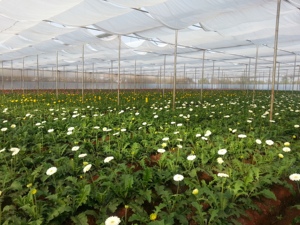 Serres agricoles multi-travées avec grande couverture en film pour la culture de légumes et de fleurs - Product Image 1