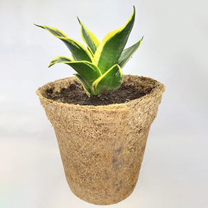 Mini macetas para la plantación de semillas pequeñas a granel, más vendidas - Product Image 4