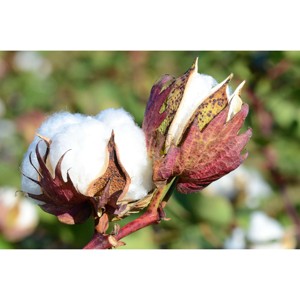 Algodón (Gossypium barbadense) al por Mayor, 100% Puro, Orgánico, Crudo, Compre a un Exportador Indio - Product Image 1