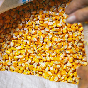 Maïs jaune frais biologique non-OGM de qualité supérieure du Royaume-Uni, grain de maïs de qualité alimentaire et fourragère, propre et séché, prêt pour l'exportation mondiale - Product Image 1