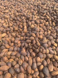 Cardamomo Negro de Primera Calidad Hecho en Vietnam, Precio al por Mayor, Más Vendido - Product Image 5