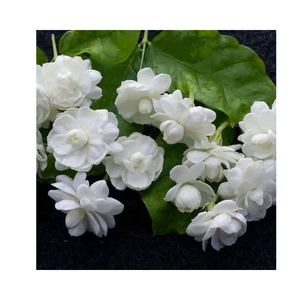 ชาดอกมะลิแห้งขายส่ง ชาใบมะลิหอม กลิ่นหอมธรรมชาติ จำหน่ายจำนวนมากสำหรับผู้นำเข้าและผู้จัดจำหน่าย - Product Image 1