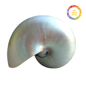 Conchas de Nautilus Premium con Cámaras para Decoración Interior de Lujo y Exhibición Artística, Venta al Por Mayor de Alta Calidad - Product Image 5