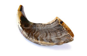 Meilleures ventes Authentique corne de Kudu Shofar israélien demi-poli casher sculpté ange Style religieux - Product Image 3