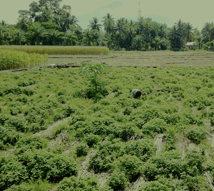 Huile de Patchouli Sumatra Dark Min 32 PA (PL-102) Van Aroma - Product Image 1