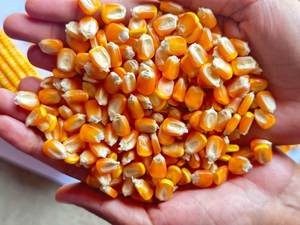 Maïs jaune séché frais disponible en vrac, qualité supérieure, 100% pur et naturel, additif alimentaire pour favoriser la croissance, prix avantageux - Product Image 2