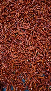 Proveedor de Chile Rojo Congelado IQF de Vietnam para Compradores Globales, Suministro al por Mayor - Product Image 5
