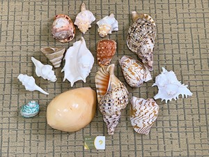 Raw Sea <strong>Shell</strong> in Net Bag Natural White 160g Home Decoration Seashell Ocean Free Form <strong>Nautilus</strong> <strong>Shell</strong> Nautical Organic Material - Product Image 6