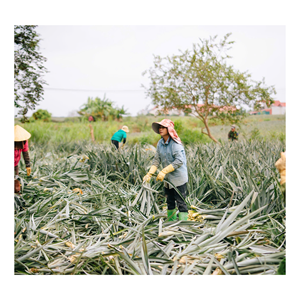 Fibra de Hoja de Piña de Primera Calidad para un Estilo de Vida Ecológico y Aplicaciones de Moda - Product Image 6