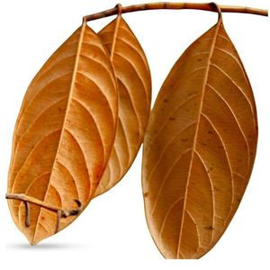 Natural Dried Jackfruit Leaves 11 cm to 18 cm /4 to 7 Inches in Size for Aquarium Pack of 50 Leaves - Product Image 5