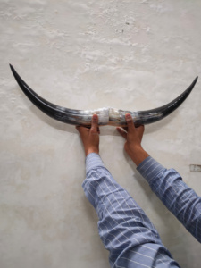 Cuerno de toro artesanal hecho a mano cuerno de vaca decoración de pared montado en la pared de la decoración del hogar India para la venta a granel - Product Image 3