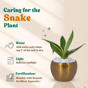 Plante Serpent Argentée Hahnii d'Amulya Farms dans un Élégant Pot en Métal Doré, Plante d'Intérieur Purifiante pour la Décoration de la Maison, du Salon et du Bureau - Product Image 1