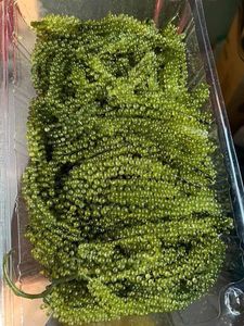 Dried Sea Grapes premium seaweed pearls material for salad topping sushi garnish and food preparation Vietnam - Product Image 4