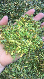 MEJOR PRECIO Blue Lotus 2025 Flor de papaya seca Té de hierbas Mejora la digestión Soporte Control de peso Relax Refresh Daily - Product Image 5