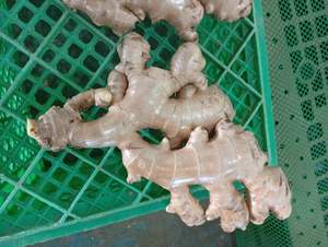 Exportador de Jengibre Fresco de Vietnam que Suministra Jengibre Natural Premium para Compradores al por Mayor que Importan Pedidos de Contenedores Completos a Todo el Mundo - Product Image 5