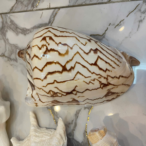 Pure Handpicked Mix Seashell Vietnam Origin For Luxury Soap Dishes And Tasty Appetizer Serving Sets By 99 Gold Data - Product Image 3