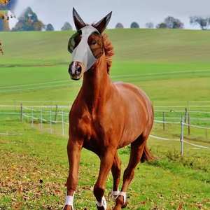 Nueva Máscara Antimosquitos y Anti-insectos para Caballos, Transpirable, para Equitación, Artículos para el Hogar - Product Image 2