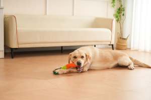 Jouet pour chien en nylon tressé durable et écologique en forme de carotte - Amusant pour les chats - Temps de jeu amusant avec nettoyage des dents pour les animaux de compagnie - Product Image 4