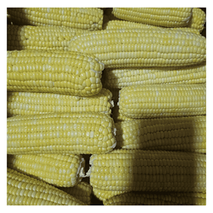 Maíz Congelado en Fábrica IQF, Empaque a Granel, Ideal para Ensaladas y Guarniciones Frías, Origen Vietnam, Corte Preciso, Preparación Rápida - Product Image 4