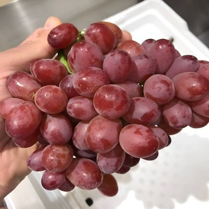 Oferta Exclusiva de Uvas Frescas, Dulces y Jugosas, Fruta Natural al por Mayor para Compradores Globales, Exportadores y Supermercados - Product Image 2