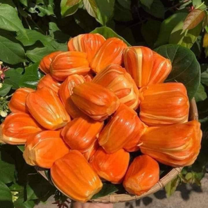 ผลไม้แห้งแช่แข็งแบบสุญญากาศ ชิ้นใหญ่ รูปทรงกลม ผลไม้แห้งเวียดนาม สำหรับการแปรรูปอาหาร - Product Image 6