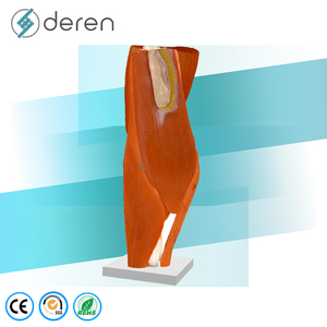 DRS2030 Modelo Anatómico <span class=keywords><strong>de</strong></span> <span class=keywords><strong>Rodilla</strong></span> Humana a Tamaño Real con Músculos y <span class=keywords><strong>Ligamentos</strong></span> - Modelo <span class=keywords><strong>de</strong></span> Enseñanza Anatómica para Educación Médica - Product Image 2