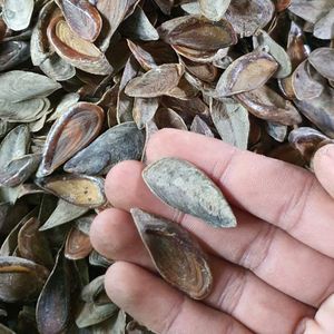 Coquilles d'opercule de Murex séchées de qualité supérieure pour brûlage parfumé et applications rituelles – Collectées soigneusement, en vrac, prêtes à l'emploi 2026 - Product Image 6