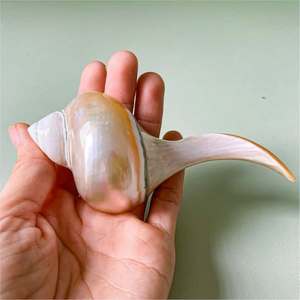 Natural Seashell Chopstick Holder from Vietnam Mother of Pearl <b>Stand</b> for Japanese Dining Seafood Restaurants <b>BBQ</b> and Events - Product Image 3