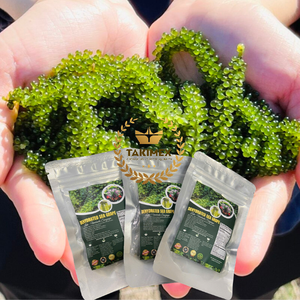 SUPER ALIMENTO DEL MAR, Uvas de Mar Deshidratadas de Alta Calidad/LATO/ARAROSEP/UMIBUDO, Algas Marinas TAKIMEX GLOBAL VIETNAM, EL MÁS VENDIDO, EN BOLSA - Product Image 5