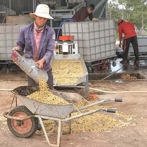 Meilleur prix 1kg de café expresso Kon Tum en grains entiers Robusta à l'italienne Goût neutre torréfié au Viet Nam Sac en vrac Kafei - Product Image 6