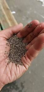 Semillas de Chía Negra Natural para Uso Culinario, Grado de Alta Pureza, Semillas de Chía Crudas a Granel para Fabricantes de Alimentos, Marca 99 Gold Data - Product Image 2