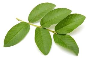 Té de Hoja de Guayaba Premium, Secado al Sol, Empaque con Cierre, Venta al Por Mayor, Calidad de Exportación, Fabricante Vietnamita, Empaque Personalizado - Product Image 3