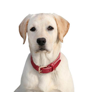 Collier pour chien en cuir le plus vendu, respirant, imperméable, classique, rembourré et doux, avec boucle réglable - Product Image 4