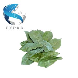 Té de Hoja de Guanábana Seca Natural Premium, Hojas Secas de Guanábana, Bebidas de Té Herbal Natural de Graviola, Suministro a Granel para Exportación - Product Image 1