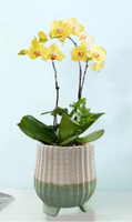 Pot de fleurs en céramique moderne, décoratif pour l'intérieur et l'extérieur, jardinière minimaliste, conteneur de jardin