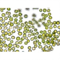 Extrait de Chlorella Premium Riche en Nutriments Superaliment pour la Détoxification, l'Immunité, l'Énergie et le Bien-être Général à Base de Plantes