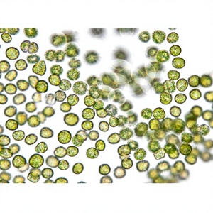 Extracto de Chlorella Premium, Superalimento Rico en Nutrientes para Desintoxicación, Inmunidad, Energía y Bienestar General, a Base de Plantas - Product Image 1