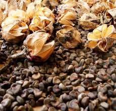 Cáscara de Anacardo de Vietnam – Material Combustible Natural, Fuente de Energía Biomasa Ecológica // Sr. Tom - Product Image 5