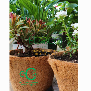 100% Natural Biodegradable Wood Eco-Friendly Country Style Plant Pot for Flower/Green Plants Lightweight Durable Decorate - Product Image 6