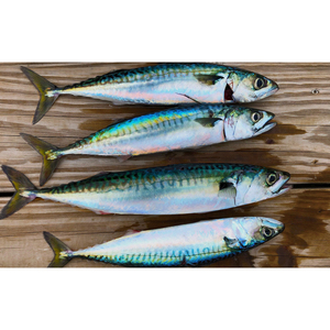 Pescado Fresco de Caballa, Producto de Marisco Premium, Apto para Recetas de Asado, Frito y al Vapor - Product Image 2
