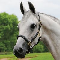 Harnais de polo en cuir d'Argentine, robuste et réglable, en cuir et nylon, durable et adapté à toutes les saisons, équipement équestre, designs personnalisés