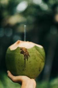 Coco tierno verde entero de alto estándar Bueno para la salud Descuento premium y sostenible UP 1000 gramos por pieza listo para la exportación - Product Image 4