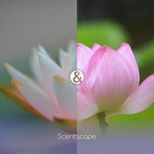 Incienso Japonés Nippon Kodo Scentscape Lotus Water Lily, 30 Piezas, Hecho en Japón, Fragancia Floral Acuática Premium, Venta al Por Mayor - Product Image 6