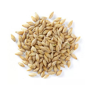 Grano de Cebada Premium, Grano Agrícola de Calidad Seleccionada para Compradores Globales y Productores de Alimentos, OEM Disponible - Product Image 2