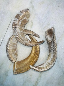 Véritables cornes de brebis naturelles polies pour la décoration et l'artisanat, haute qualité - Product Image 6