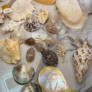 Selected Natural Mix Seashell From Vietnam For Global Accessory Importers And Designing <b>Gift</b> Packs 99 Gold Data Co - Product Image 1