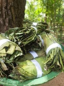Dried Soursop Leaves Black <b>Tea</b> Organic Non-Sugar Health <b>Tea</b> 25 <b>Tea</b> Bags/<b>Box</b> Vacuum Packaging Vietnam - Product Image 1