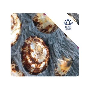 [DISPONIBLE] |   Conchas de Limpet para Arreglos Decorativos, Talleres de Manualidades y Uso Comercial, Vietnam - Product Image 1